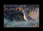 Curlew In Evening Light